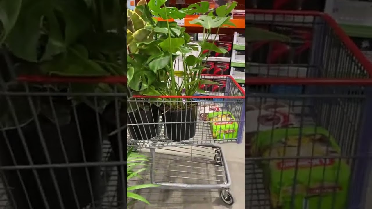Plantitas Costco Tropical Plants 2022 YouTube