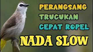 suara trucukan ropel SANTAI (slow )!! Pancingan ropelan santai trucukan mudah di respon