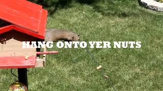 Sliding Squirrel Hangs Onto His Nuts