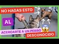 👉 ¿CÓMO ACERCARTE a un PERRO que NO CONOCES? 😰 ► CON TU PERRO O SOLO ✅