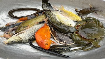 Kem Chanel lái xe công nông chở con cá, cá chép, cá vàng, cá sấu hỏa tiễn, cá trê cảnh, cá da trơn.