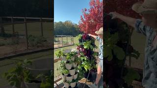 Salad Bar Greenstalk #greenstalk #garden #containergardening Salad Bar Greenstalk #greenstalk #garden #containergardening