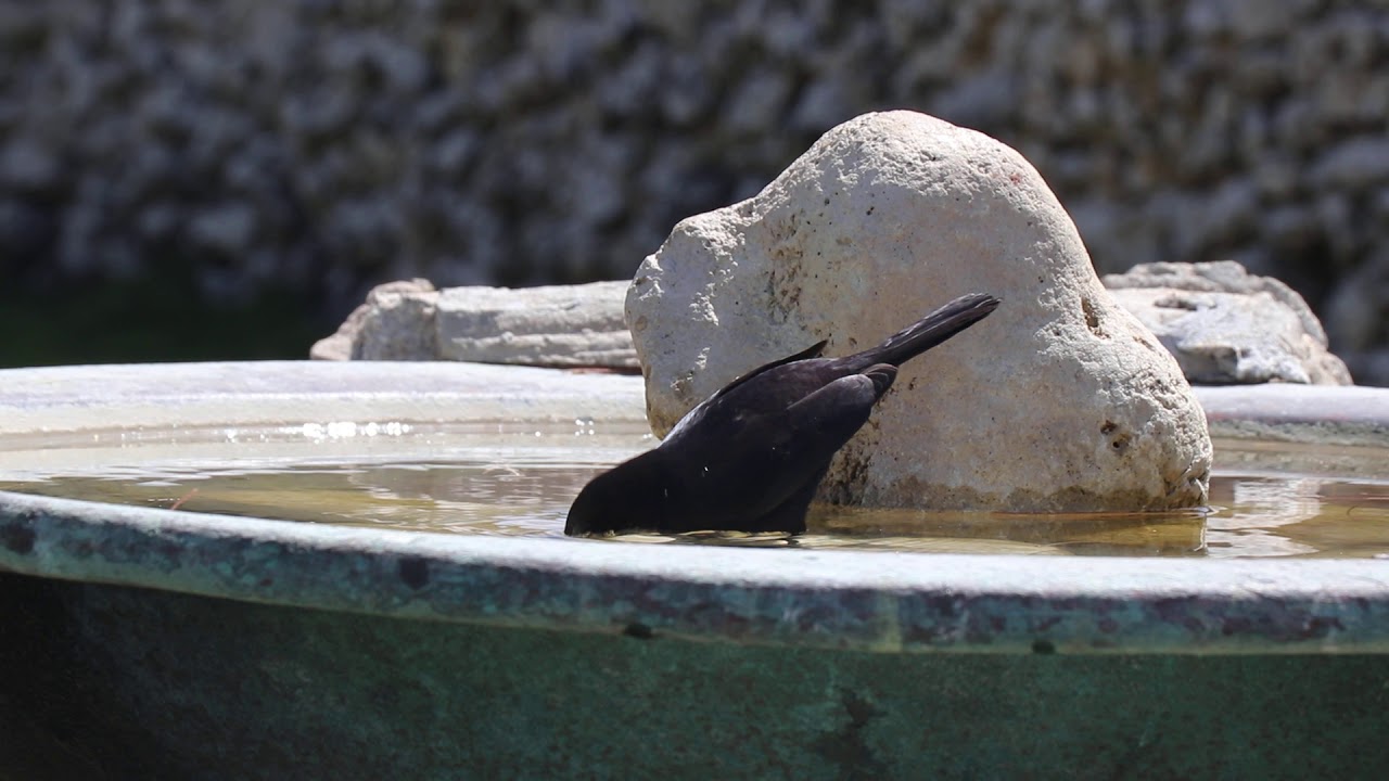 Carib Grackle -Barbados