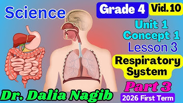 ساينس رابعة ابتدائى ترم اول 𝟐𝟎𝟐𝟔   𝑺𝒄𝒊𝒆𝒏𝒄𝒆 𝗚𝗿𝗮𝗱𝗲 𝟰 𝐂𝐨𝐧𝐜𝐞𝐩𝐭 𝟏 𝐋𝐞𝐬𝐬𝐨𝐧3️⃣  Respiratory  System Part 3