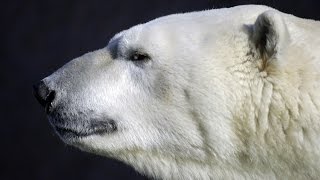 Сэр Варк, это Белый медведь по-ненецки (Белый Медведь Описание) Сэр Варк, это Белый медведь по-ненецки (Белый Медведь Описание)