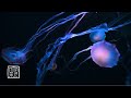 12 hours babysleeping  meditation music with mysterious fairyjellyfish for falling asleep