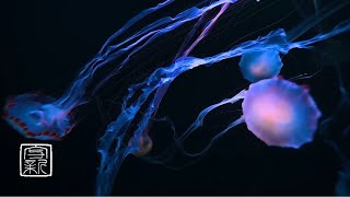 12 HOURS, Baby🍼Sleeping \& Meditation Music with Mysterious fairy💨Jellyfish for falling asleep