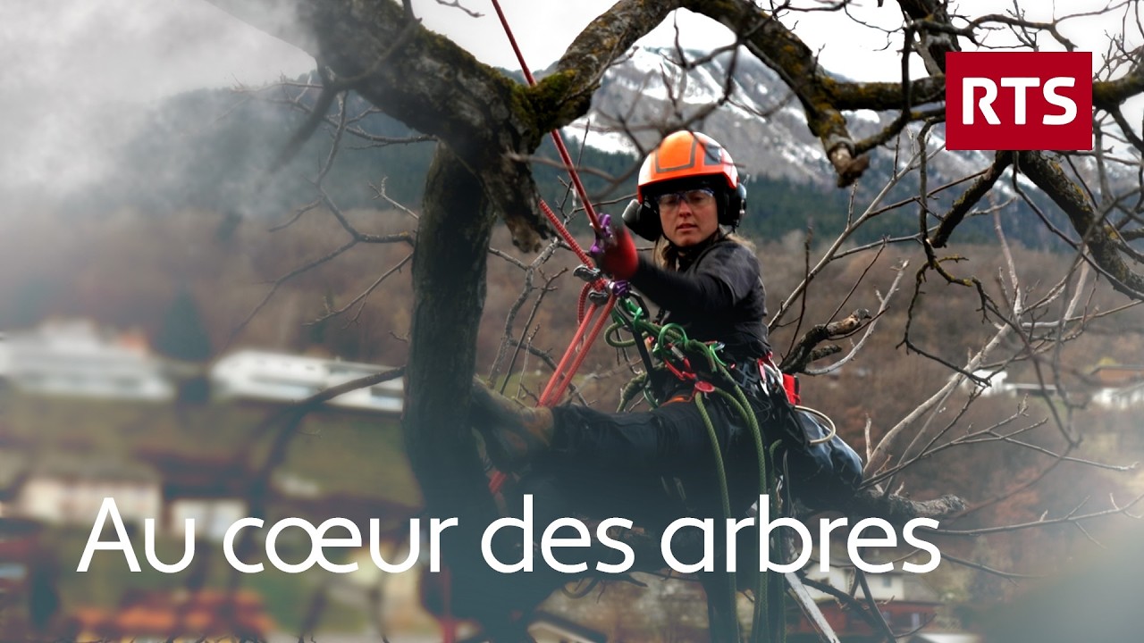Cette équipe d'arboristes grimpeurs taille et entretient les arbres avec amour