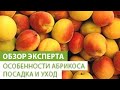 Особенности абрикоса. Посадка и уход за абрикосом