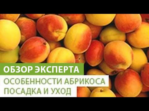 Особенности абрикоса. Посадка и уход за абрикосом