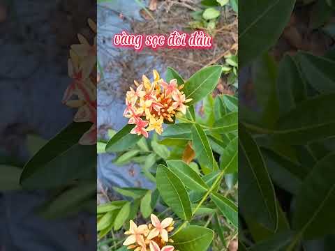 Video cây giống Nguyen vui Zalo 0896412925@ giống mẫu đơn... - youtube