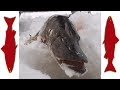 Безкрючковая снасть на щуку / A pike tackle without hooks