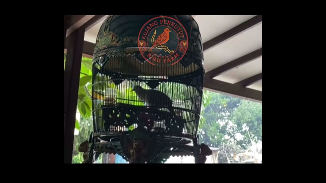 Perkutut Juara Lapangan, Suara Panjang dan Stabil dari Awal Sampai Akhir! 