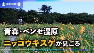 青森県つがる市のベンセ湿原でニッコウキスゲが見ごろ