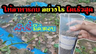 เกษตรกร DAY OFF : #2 ให้อาหารกบอย่างไรโตไวสุด คลิปนี้มีคำตอบ