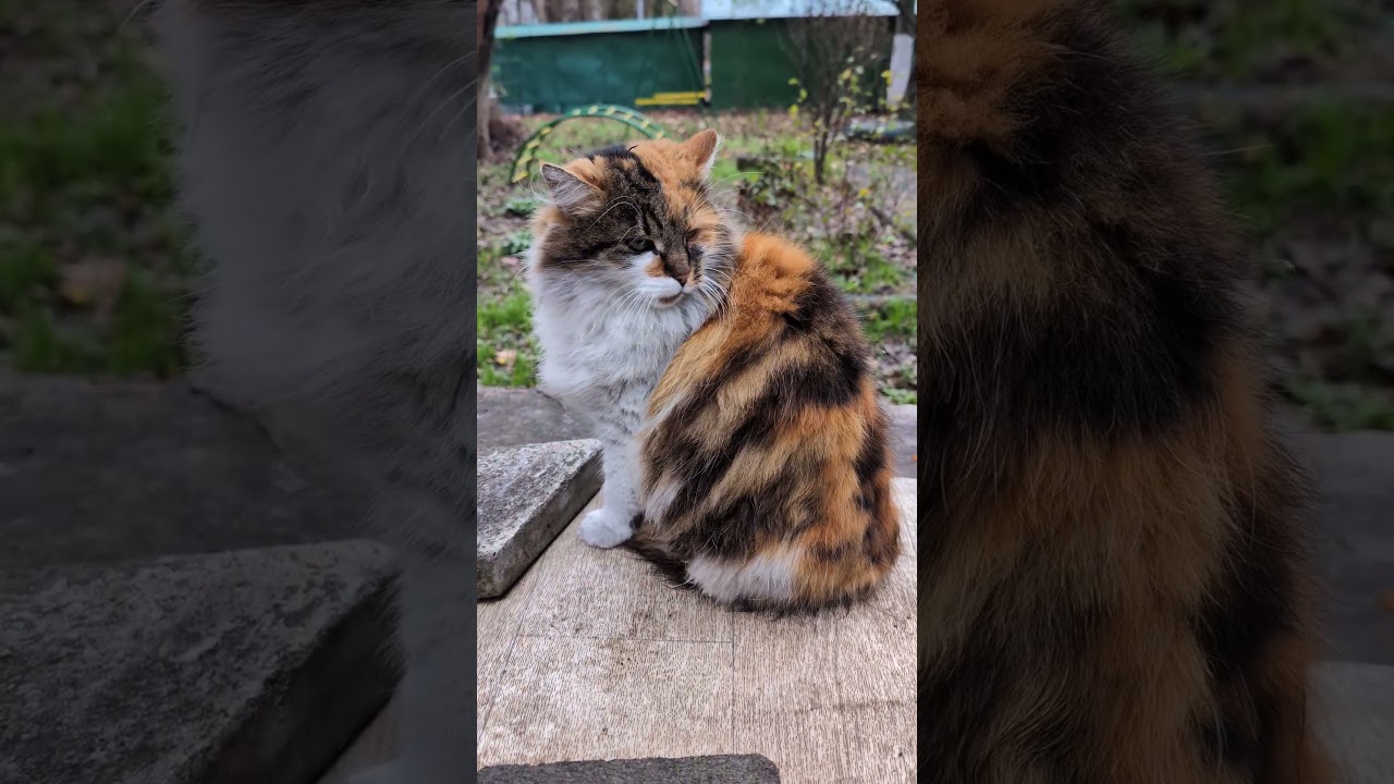 Your Majesty Yawning | Catspinness