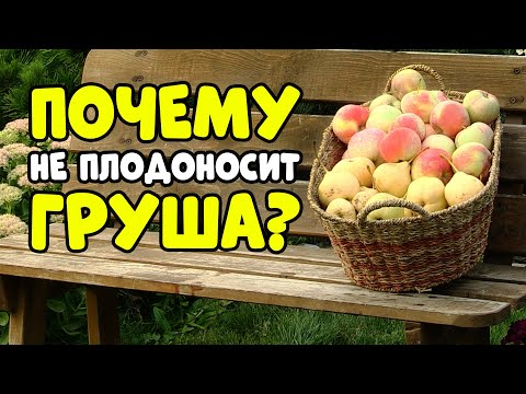 ПОЧЕМУ НЕ ПЛОДОНОСИТ ГРУША? 4 важных причины