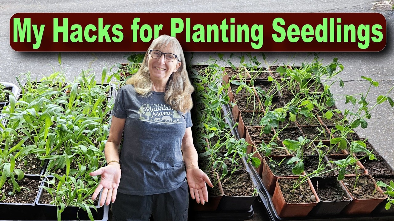 Мои проверенные советы о том, как сажать здоровые саженцы, чтобы в итоге получить невероятно здор...