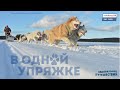 "В ОДНОЙ УПРЯЖКЕ" | Поход на собачьих упряжках по Карельской тайге 2020 | Лаборатория путешествий