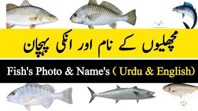 Fishes Name In Urdu With English & Urdu Pronounce 