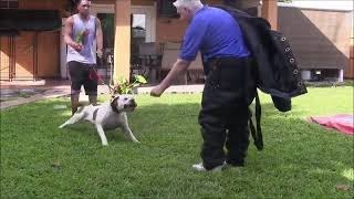 Dog Training 101 How to Train ANY DOG the Basics 2022