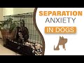 How to deal with your dog's separation anxiety