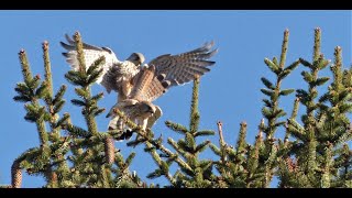 accouplement faucons