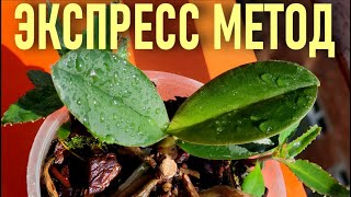 видео: ЭКСПРЕСС МЕТОД РАЗВИТИЯ ОРХИДЕЙ!👍 ОРХИДЕЯ С НУЛЯ! РЕЗУЛЬТАТ ВАС ВООДУШЕВИТ!👍 ПОДОРОЖНИК ДЛЯ ОРХИДЕЙ! картинка: ЭКСПРЕСС МЕТОД РАЗВИТИЯ ОРХИДЕЙ!👍 ОРХИДЕЯ С НУЛЯ! РЕЗУЛЬТАТ ВАС ВООДУШЕВИТ!👍 ПОДОРОЖНИК ДЛЯ ОРХИДЕЙ!