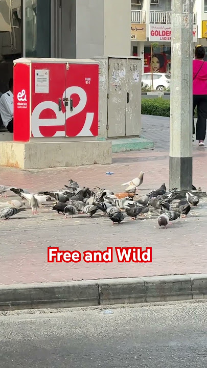 Free and Wild