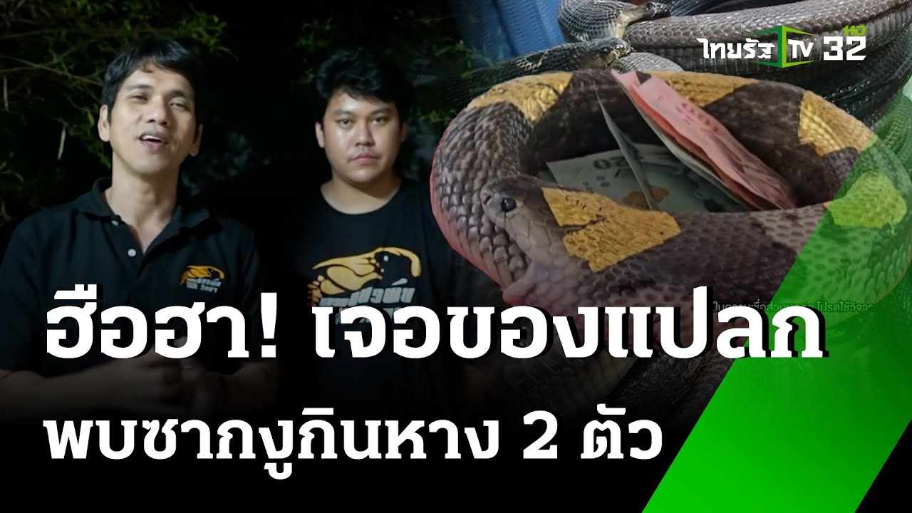 ฮือฮา​!พบซากงูเห่ากินหาง 2 ตัว | 25 ม.ค. 68 | ไทยรัฐทันข่าว