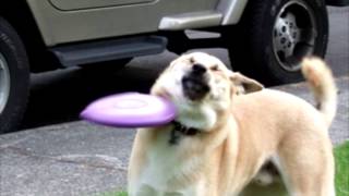 RIP In Peace Frisbee Doge