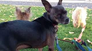 Kiko Villanova Paco; Paco thinks everyone is out to get him. I hold-caress him, 'All will be ok' 676