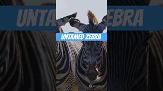 Zebras The Untameable Striped Rebels
