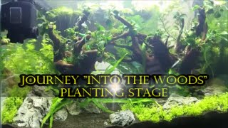 How To Setup A Planted Aquarium, Planting My New Aquascape "into The Woods"