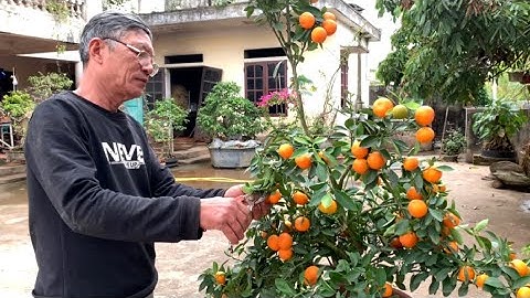 Chăm Sóc Lại Cây Quất ( Cây Tắc ) Sau Khi Chơi Tết