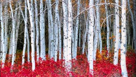 سورة تبارك تلاوه بصوت الشيخ محمد الغرباني