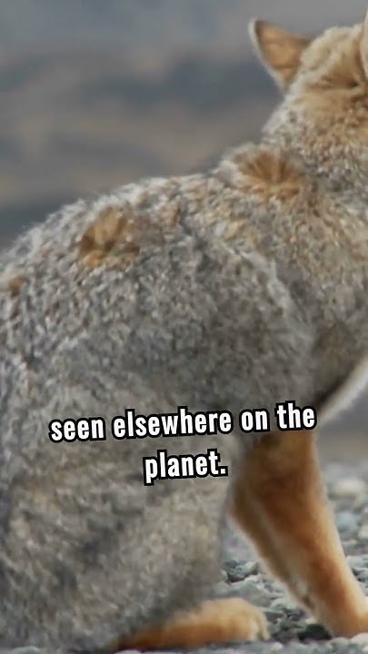 Epic Landscapes, Wild Trails: Torres del Paine Facts You Never Knew #