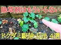 雑草対策|ほとんどの人が知らないドクダミを生えなくする方法を紹介します