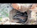 Unique Fishing! Dig & Catch Snakehead Fish in Underground Hole in Dry Land