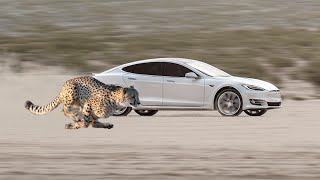 Cheetah Stance : Tesla Model S World Record 1/4 Mile 10.4x