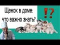 ЩЕНОК В ДОМЕ - КАК СЕБЯ ВЕСТИ // СОВЕТ ВЕТЕРИНАРА / уход / питание / первые шаги