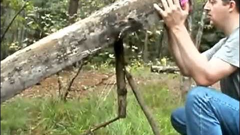 Dead fall trap with heavy log