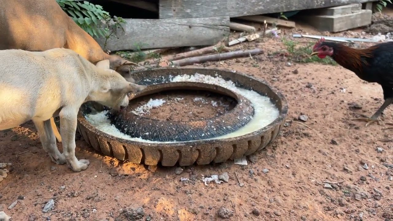 Mom dog eating food with her puppies