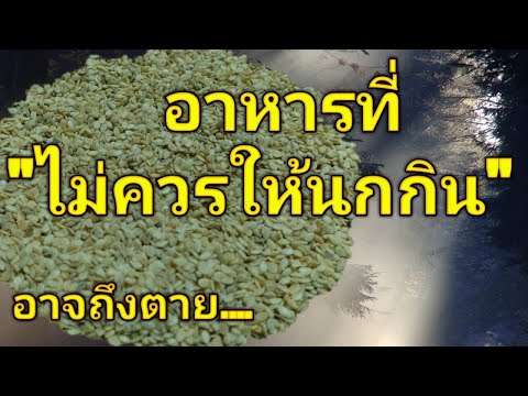 อาหารที่"ไม่ควรให้นกกิน"