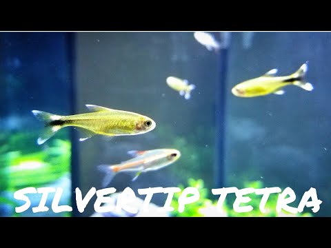 BEGINNER FISH:  Silvertip Tetra ( Hasemania nana )