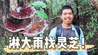 Lao Luo took the rain into the mountains to gather Ganoderma lucidum