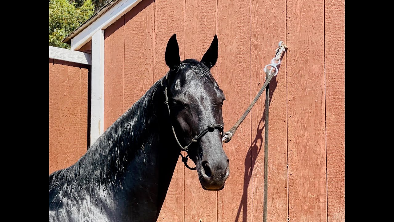 Tennessee Walking Horse Promise YouTube