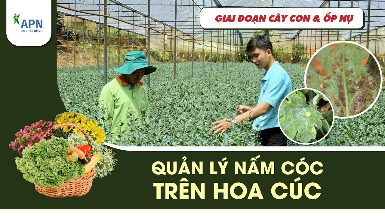 APN - QUẢN LÝ NẤM CÓC TRÊN CÂY HOA CÚC GIAI ĐOẠN CÂY CON VÀ ỐP NỤ #namcoc #hoacuc #benhhoacuc #apn