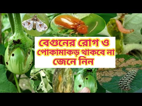 ভিডিও: বেগুনের পোকামাকড় ও রোগ