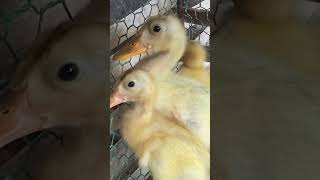 Baby duck so lovely #viral #satisfying #shortsvideo #shorts #subscribe